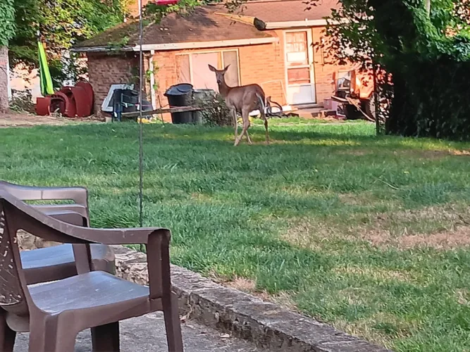 Wastin' Time: A Mancini learns to live with nature. Mostly.